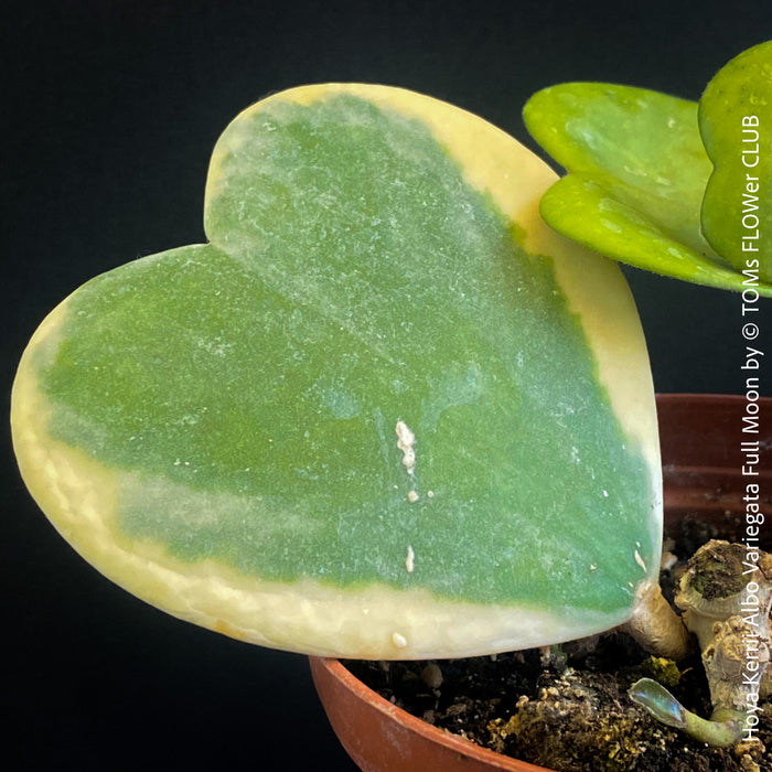 Hoya Kerrii Albo Variegata Full Moon, organically grown tropical Hoya plants for sale at TOMs FLOWer CLUB.