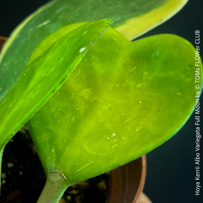 Hoya Kerrii Albo Variegata Full Moon, organically grown tropical Hoya plants for sale at TOMs FLOWer CLUB.