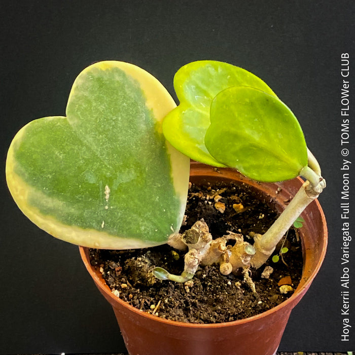 Hoya Kerrii Albo Variegata Full Moon, organically grown tropical Hoya plants for sale at TOMs FLOWer CLUB.