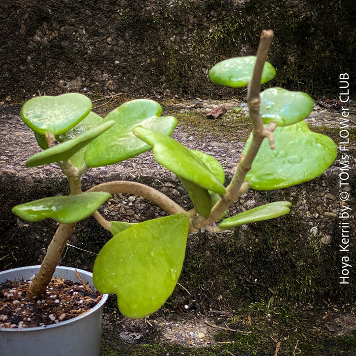 Hoya Kerrii Care, Sweetheart Plant Propagation, Hoya Kerrii, Hoya Kerrii TOMs FLOWer CLUB, Wachsblume, voskovka, Herzblatt, organically grown plants for sale