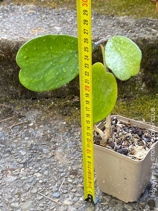 Hoya Kerrii Care, Sweetheart Plant Propagation, Hoya Kerrii, Hoya Kerrii TOMs FLOWer CLUB, Wachsblume, voskovka, Herzblatt, organically grown plants for sale