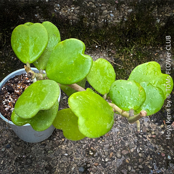 Hoya Kerrii Care, Sweetheart Plant Propagation, Hoya Kerrii, Hoya Kerrii TOMs FLOWer CLUB, Wachsblume, voskovka, Herzblatt, organically grown plants for sale