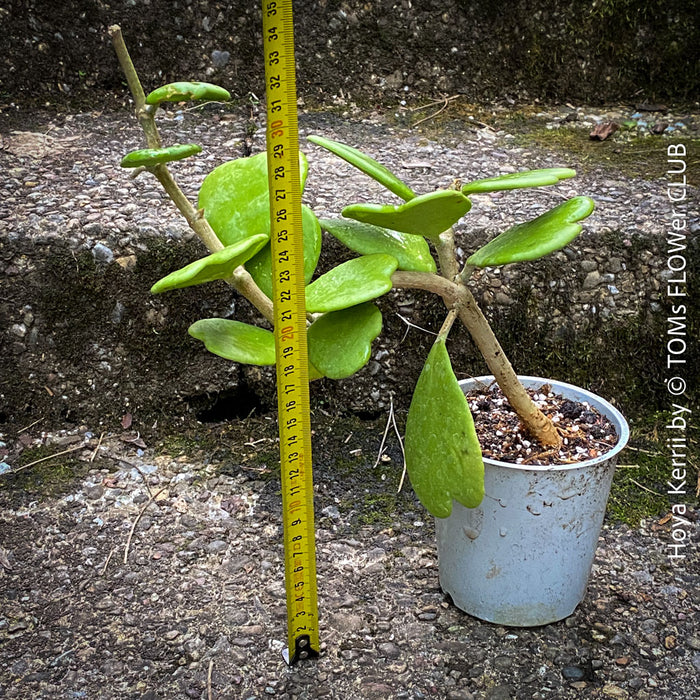 Hoya Kerrii Care, Sweetheart Plant Propagation, Hoya Kerrii, Hoya Kerrii TOMs FLOWer CLUB, Wachsblume, voskovka, Herzblatt, organically grown plants for sale