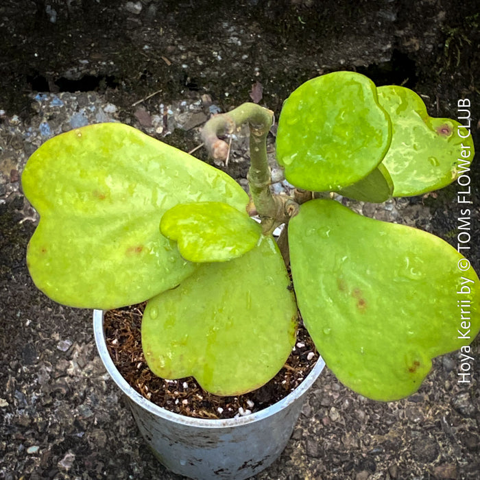 Hoya Kerrii Care, Sweetheart Plant Propagation, Hoya Kerrii, Hoya Kerrii TOMs FLOWer CLUB, Wachsblume, voskovka, Herzblatt, organically grown plants for sale