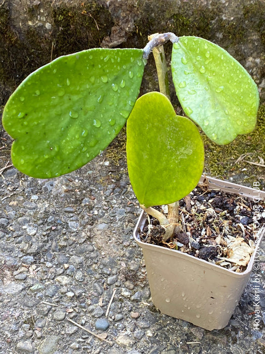 Hoya Kerrii Care, Sweetheart Plant Propagation, Hoya Kerrii, Hoya Kerrii TOMs FLOWer CLUB, Wachsblume, voskovka, Herzblatt, organically grown plants for sale