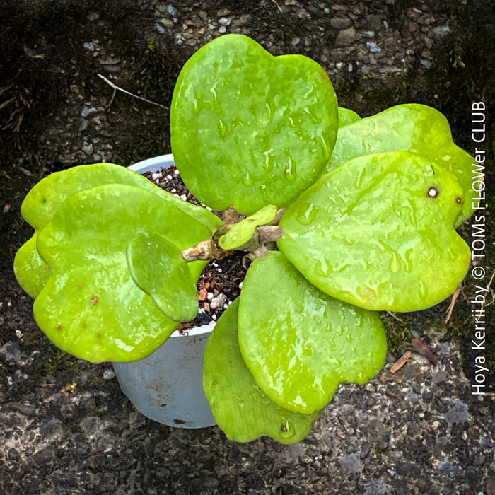 Hoya Kerrii Care, Sweetheart Plant Propagation, Hoya Kerrii, Hoya Kerrii TOMs FLOWer CLUB, Wachsblume, voskovka, Herzblatt, organically grown plants for sale