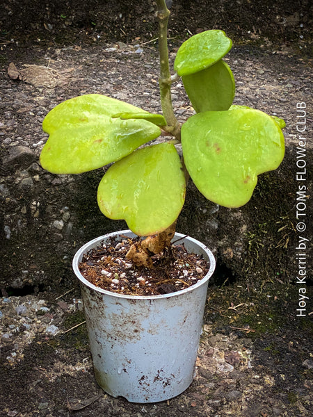 Hoya Kerrii Care, Sweetheart Plant Propagation, Hoya Kerrii, Hoya Kerrii TOMs FLOWer CLUB, Wachsblume, voskovka, Herzblatt, organically grown plants for sale