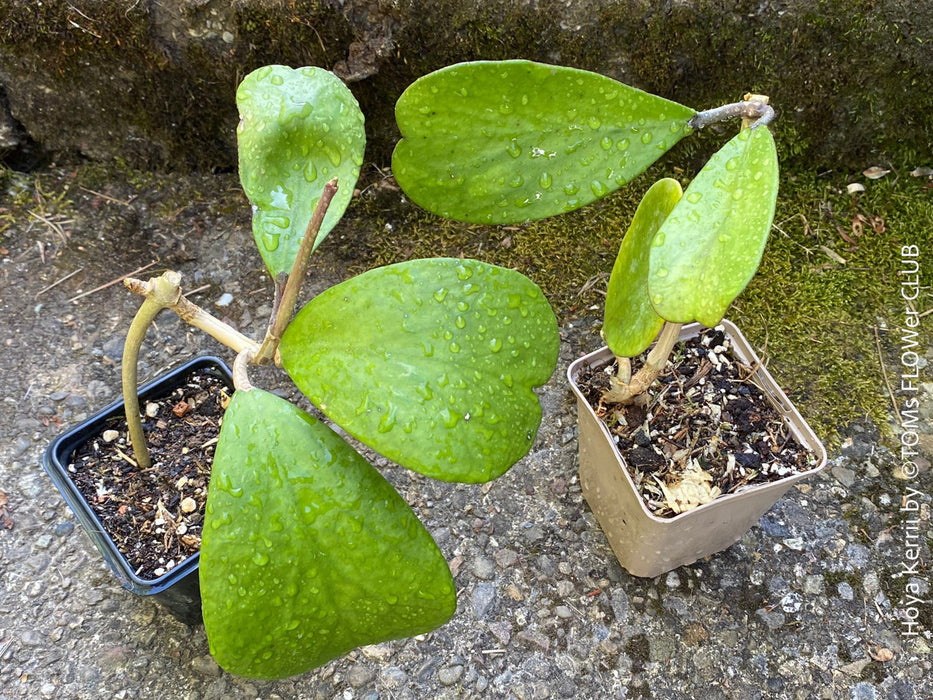 Hoya Kerrii Care, Sweetheart Plant Propagation, Hoya Kerrii, Hoya Kerrii TOMs FLOWer CLUB, Wachsblume, voskovka, Herzblatt, organically grown plants for sale