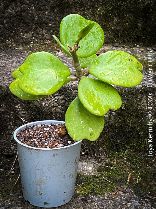 Hoya Kerrii Care, Sweetheart Plant Propagation, Hoya Kerrii, Hoya Kerrii TOMs FLOWer CLUB, Wachsblume, voskovka, Herzblatt, organically grown plants for sale