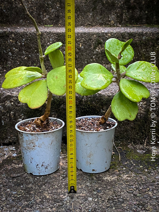 Hoya Kerrii Care, Sweetheart Plant Propagation, Hoya Kerrii, Hoya Kerrii TOMs FLOWer CLUB, Wachsblume, voskovka, Herzblatt, organically grown plants for sale