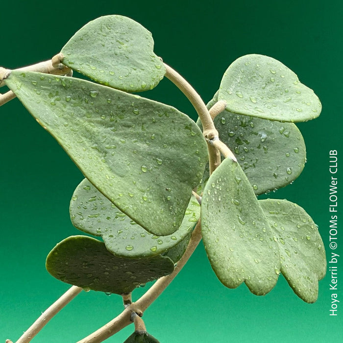 Hoya Kerrii Care, Sweetheart Plant Propagation, Hoya Kerrii, Hoya Kerrii TOMs FLOWer CLUB, Wachsblume, voskovka, Herzblatt, organically grown plants for sale