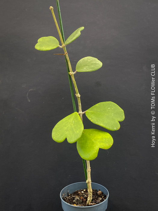 Hoya Kerrii, Sweetheart Plant Propagation, Hoya Kerrii, Hoya Kerrii TOMs FLOWer CLUB, Wachsblume, voskovka, Herzblatt, organically grown plants for sale