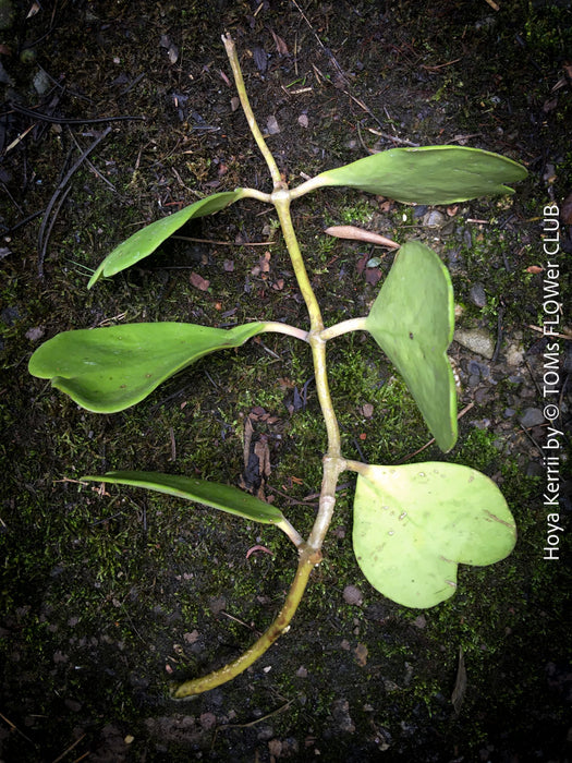 Hoya kerrii, cutting, Herzblume, Wachsblume, voskovka, Herzblatt, TOMs FLOWer CLUB, Hoya collection, plants for sale, indoor plants, Zimmerpflanzen, tropical plants.  