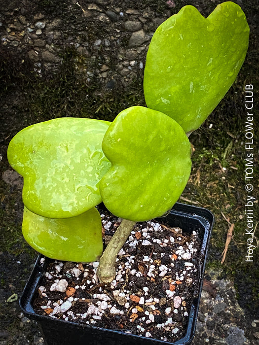 Hoya Kerrii Care, Sweetheart Plant Propagation, Hoya Kerrii, Hoya Kerrii TOMs FLOWer CLUB, Wachsblume, voskovka, Herzblatt, organically grown plants for sale