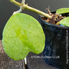 Hoya Kerrii Care, Sweetheart Plant Propagation, Hoya Kerrii, Hoya Kerrii TOMs FLOWer CLUB, Wachsblume, voskovka, Herzblatt, organically grown plants for sale