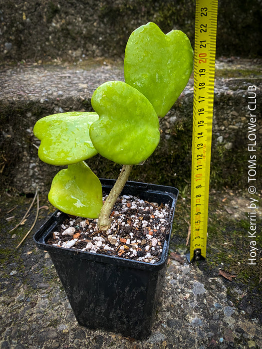 Hoya Kerrii Care, Sweetheart Plant Propagation, Hoya Kerrii, Hoya Kerrii TOMs FLOWer CLUB, Wachsblume, voskovka, Herzblatt, organically grown plants for sale