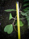 Hoya kerrii, cutting, Herzblume, Wachsblume, voskovka, Herzblatt, TOMs FLOWer CLUB, Hoya collection, plants for sale, indoor plants, Zimmerpflanzen, tropical plants.  