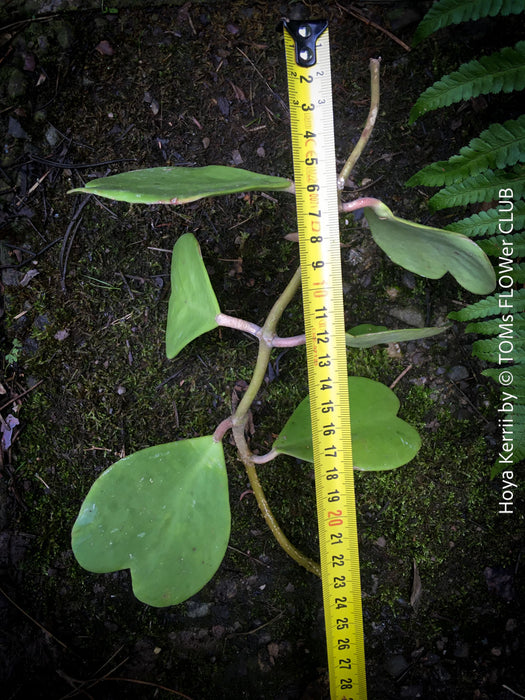 Hoya kerrii, cutting, Herzblume, Wachsblume, voskovka, Herzblatt, TOMs FLOWer CLUB, Hoya collection, plants for sale, indoor plants, Zimmerpflanzen, tropical plants.  