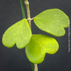 Hoya Kerrii, Sweetheart Plant Propagation, Hoya Kerrii, Hoya Kerrii TOMs FLOWer CLUB, Wachsblume, voskovka, Herzblatt, organically grown plants for sale