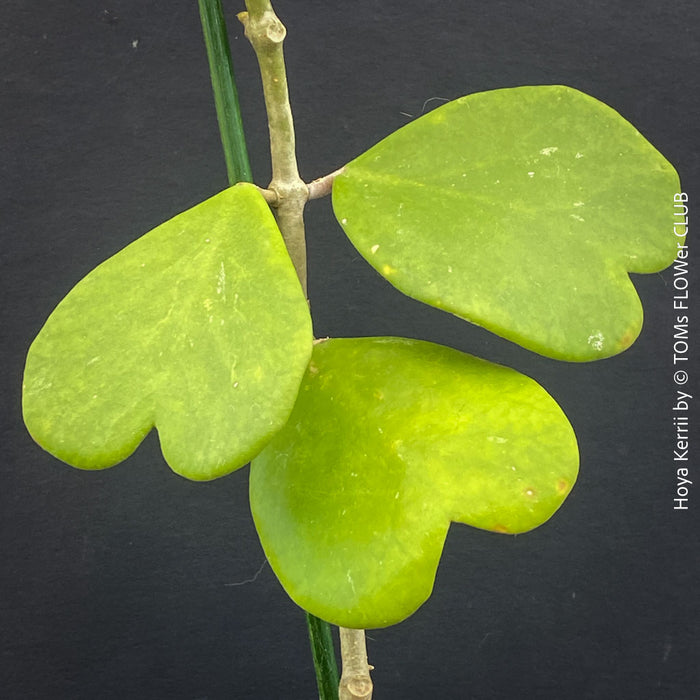 Hoya Kerrii, Sweetheart Plant Propagation, Hoya Kerrii, Hoya Kerrii TOMs FLOWer CLUB, Wachsblume, voskovka, Herzblatt, organically grown plants for sale