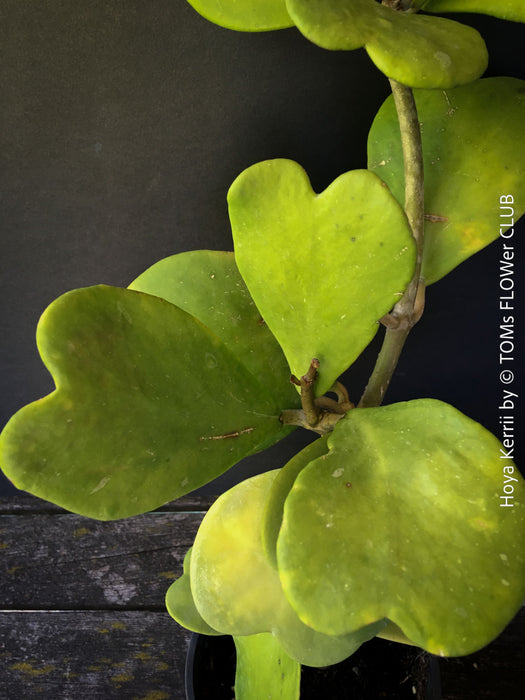 Hoya Kerrii Care, Sweetheart Plant Propagation, Hoya Kerrii, Hoya Kerrii TOMs FLOWer CLUB, Wachsblume, voskovka, Herzblatt, organically grown plants for sale