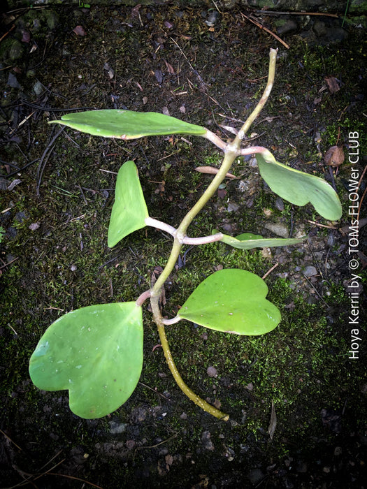 Hoya kerrii, cutting, Herzblume, Wachsblume, voskovka, Herzblatt, TOMs FLOWer CLUB, Hoya collection, plants for sale, indoor plants, Zimmerpflanzen, tropical plants.  