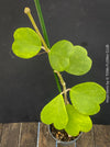 Hoya Kerrii, Sweetheart Plant Propagation, Hoya Kerrii, Hoya Kerrii TOMs FLOWer CLUB, Wachsblume, voskovka, Herzblatt, organically grown plants for sale