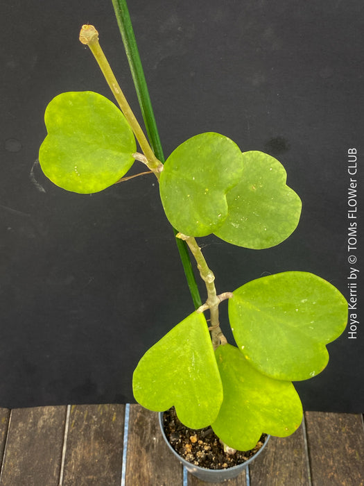 Hoya Kerrii, Sweetheart Plant Propagation, Hoya Kerrii, Hoya Kerrii TOMs FLOWer CLUB, Wachsblume, voskovka, Herzblatt, organically grown plants for sale
