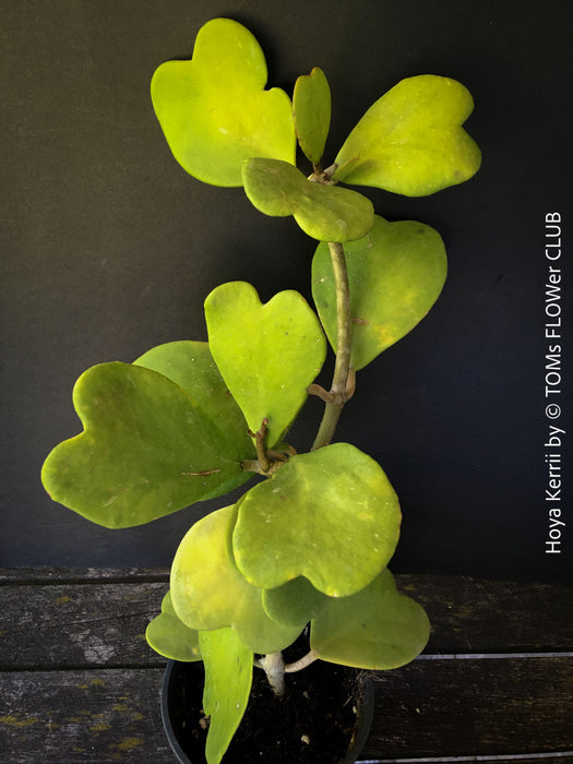 Hoya Kerrii