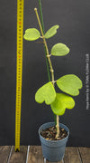 Hoya Kerrii, Sweetheart Plant Propagation, Hoya Kerrii, Hoya Kerrii TOMs FLOWer CLUB, Wachsblume, voskovka, Herzblatt, organically grown plants for sale