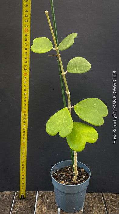 Hoya Kerrii, Sweetheart Plant Propagation, Hoya Kerrii, Hoya Kerrii TOMs FLOWer CLUB, Wachsblume, voskovka, Herzblatt, organically grown plants for sale