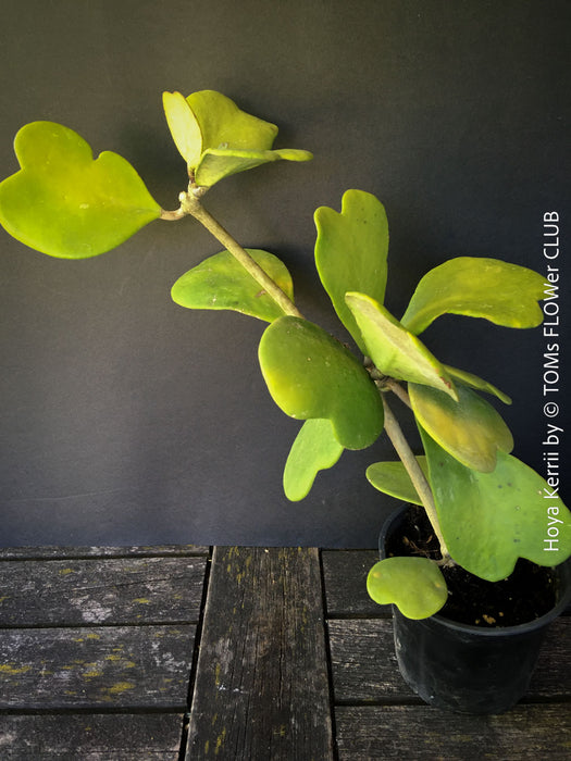 Hoya Kerrii Care, Sweetheart Plant Propagation, Hoya Kerrii, Hoya Kerrii TOMs FLOWer CLUB, Wachsblume, voskovka, Herzblatt, organically grown plants for sale