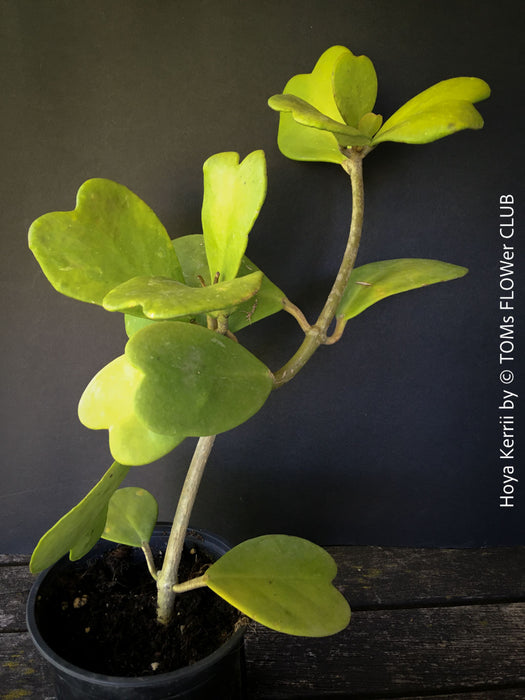 Hoya Kerrii Care, Sweetheart Plant Propagation, Hoya Kerrii, Hoya Kerrii TOMs FLOWer CLUB, Wachsblume, voskovka, Herzblatt, organically grown plants for sale