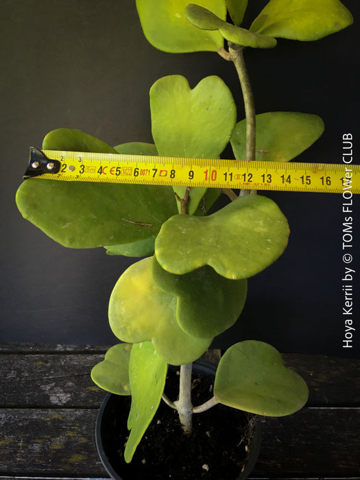 Hoya Kerrii Care, Sweetheart Plant Propagation, Hoya Kerrii, Hoya Kerrii TOMs FLOWer CLUB, Wachsblume, voskovka, Herzblatt, organically grown plants for sale