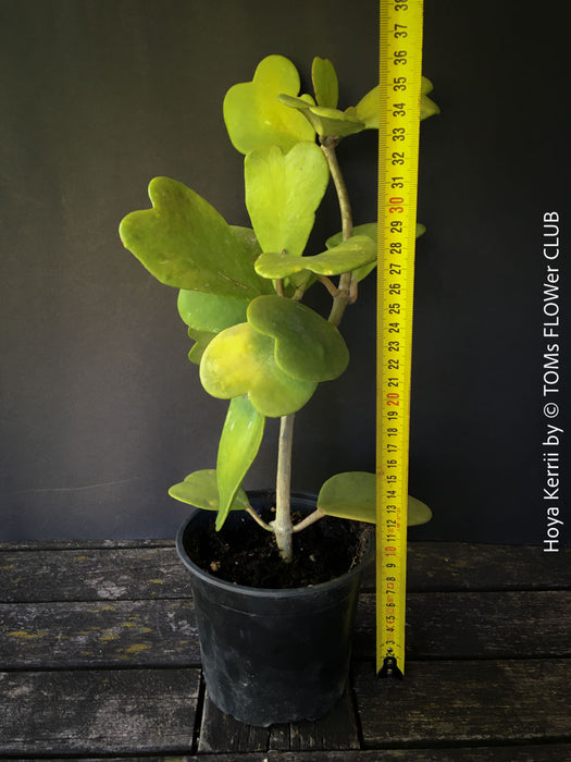 Hoya Kerrii Care, Sweetheart Plant Propagation, Hoya Kerrii, Hoya Kerrii TOMs FLOWer CLUB, Wachsblume, voskovka, Herzblatt, organically grown plants for sale