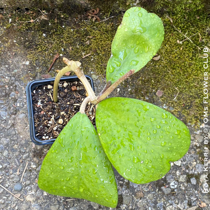 Hoya Kerrii Care, Sweetheart Plant Propagation, Hoya Kerrii, Hoya Kerrii TOMs FLOWer CLUB, Wachsblume, voskovka, Herzblatt, organically grown plants for sale