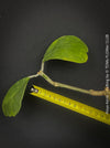 Hoya kerrii, Herzblume, Wachsblume, voskovka, Herzblatt, TOMs FLOWer CLUB, Hoya collection, plants for sale, indoor plants, Zimmerpflanzen, tropical plants.  