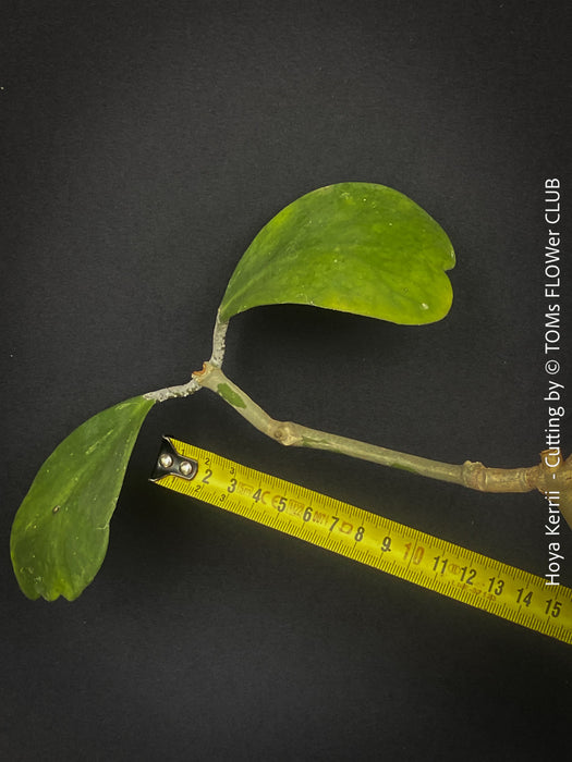 Hoya kerrii, Herzblume, Wachsblume, voskovka, Herzblatt, TOMs FLOWer CLUB, Hoya collection, plants for sale, indoor plants, Zimmerpflanzen, tropical plants.  