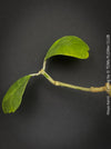 Hoya kerrii, Herzblume, Wachsblume, voskovka, Herzblatt, TOMs FLOWer CLUB, Hoya collection, plants for sale, indoor plants, Zimmerpflanzen, tropical plants.  