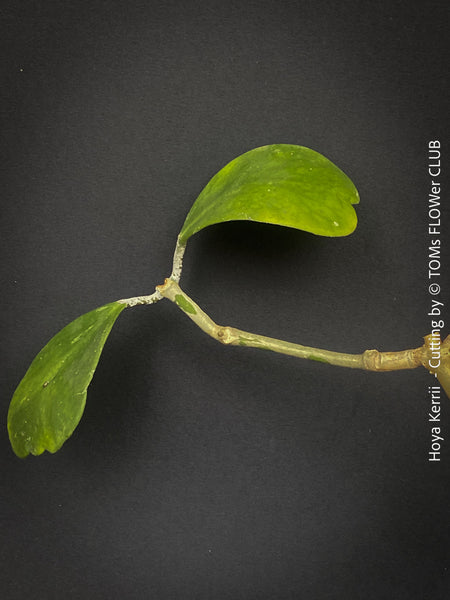 Hoya kerrii, Herzblume, Wachsblume, voskovka, Herzblatt, TOMs FLOWer CLUB, Hoya collection, plants for sale, indoor plants, Zimmerpflanzen, tropical plants.  