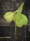 Hoya kerrii, Herzblume, Wachsblume, voskovka, Herzblatt, TOMs FLOWer CLUB, Hoya collection, plants for sale, indoor plants, Zimmerpflanzen, tropical plants.  