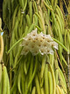 Hoya Linearis, flowering, organically grown tropical hoya plants for sale at TOMs FLOWer CLUB.