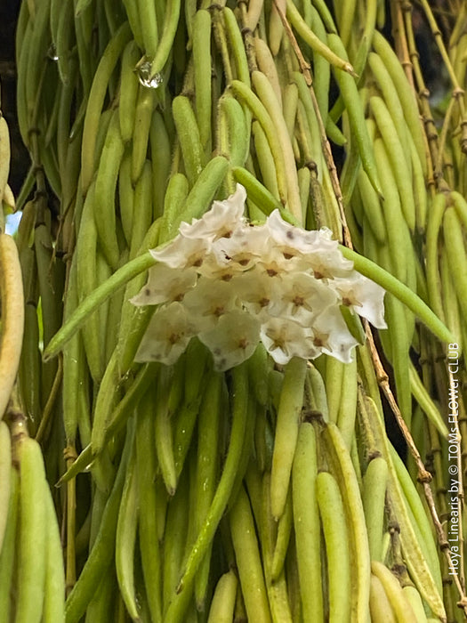 Hoya Linearis, flowering, organically grown tropical hoya plants for sale at TOMs FLOWer CLUB.