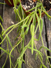 Hoya Linearis, flowering, organically grown tropical hoya plants for sale at TOMs FLOWer CLUB.