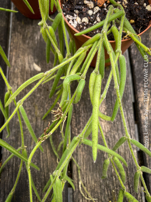 Hoya Linearis, flowering, organically grown tropical hoya plants for sale at TOMs FLOWer CLUB.