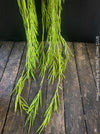 Hoya Linearis, organically grown tropical hoya plants for sale at TOMs FLOWer CLUB.