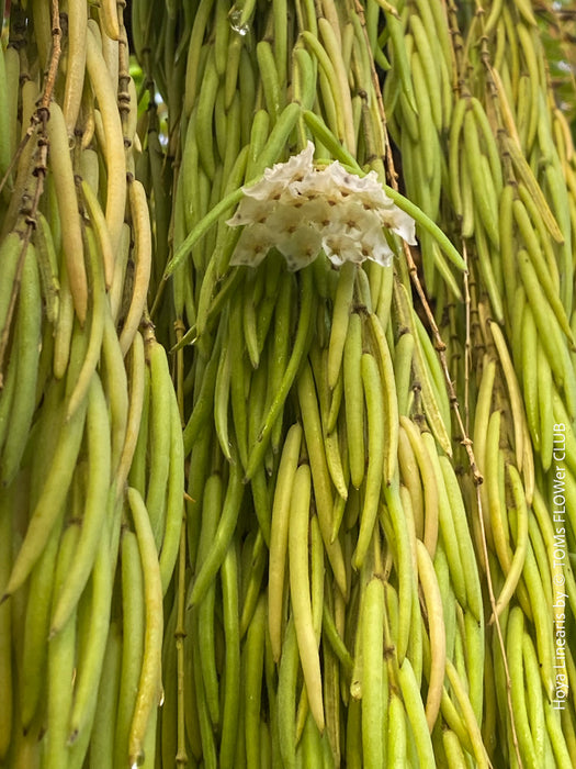 Hoya Linearis, flowering, organically grown tropical hoya plants for sale at TOMs FLOWer CLUB.