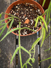 Hoya Linearis, flowering, organically grown tropical hoya plants for sale at TOMs FLOWer CLUB.