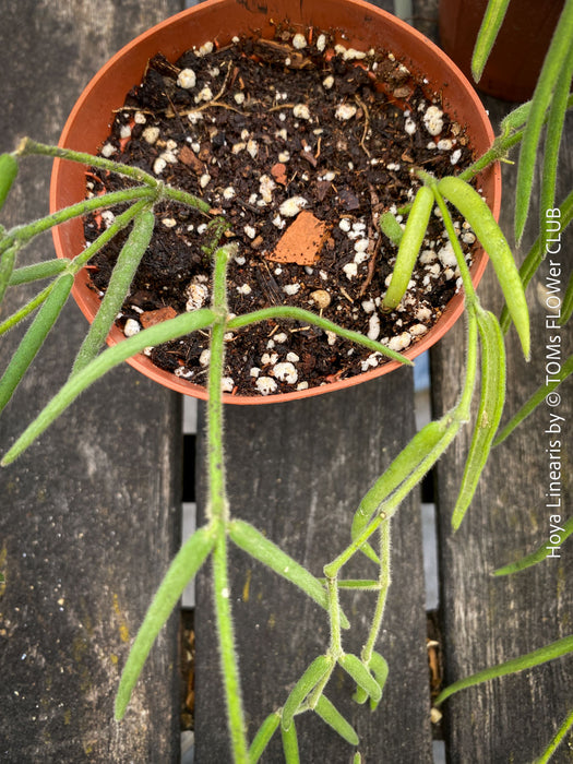 Hoya Linearis, flowering, organically grown tropical hoya plants for sale at TOMs FLOWer CLUB.