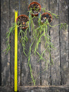 Hoya Linearis, flowering, organically grown tropical hoya plants for sale at TOMs FLOWer CLUB.